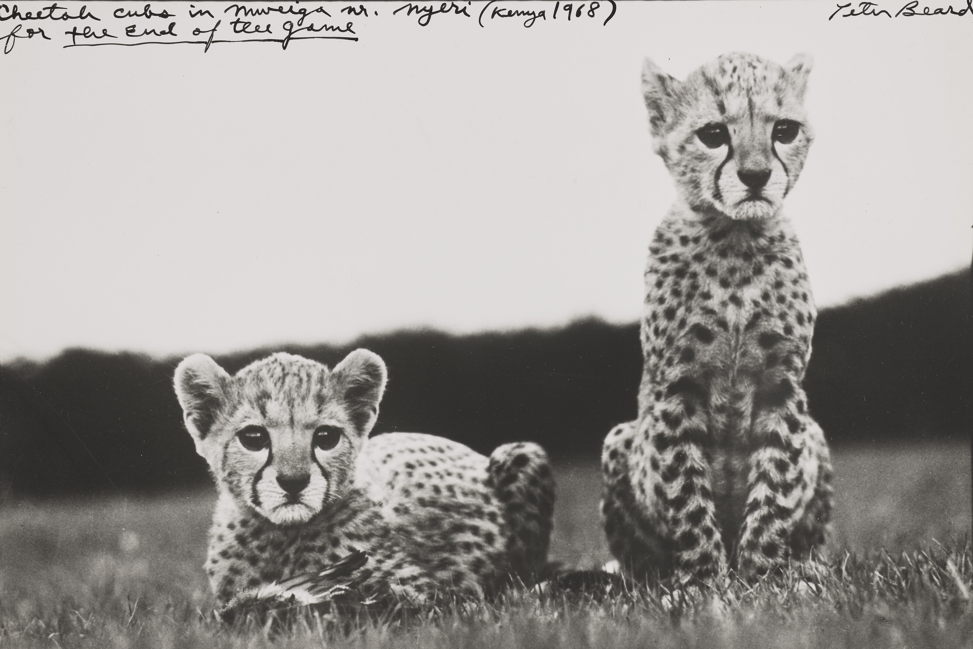 Catalog image of Orphaned Cheetah Cubs at Mweiga near Nyiri, Kenya, 1968