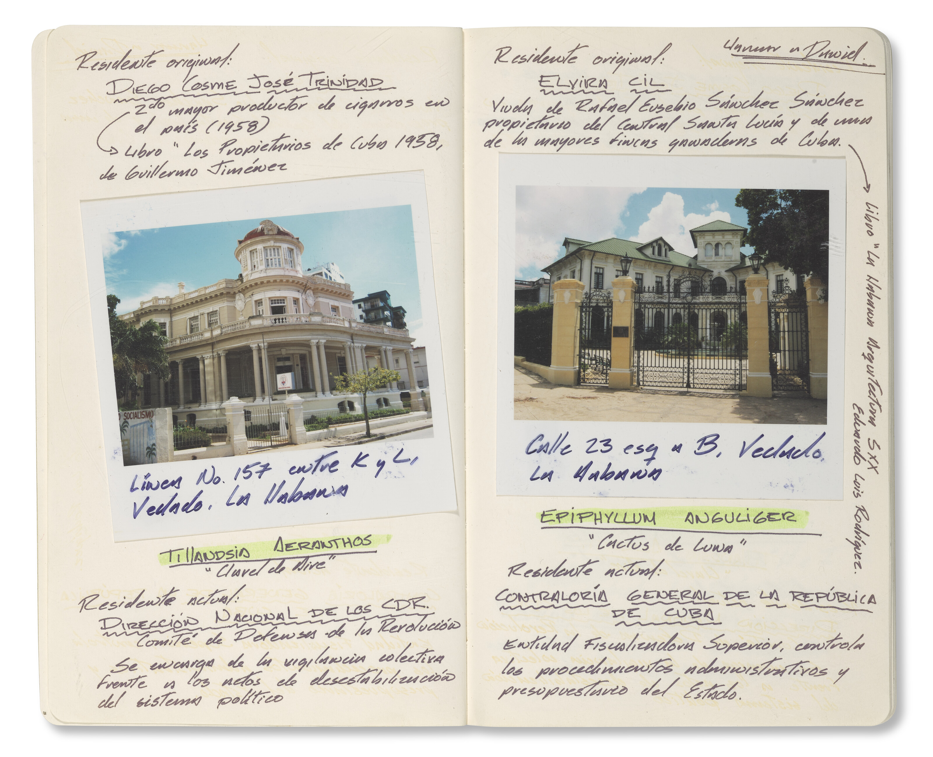 CELIA-YUNIOR (EST. 2004) image 3