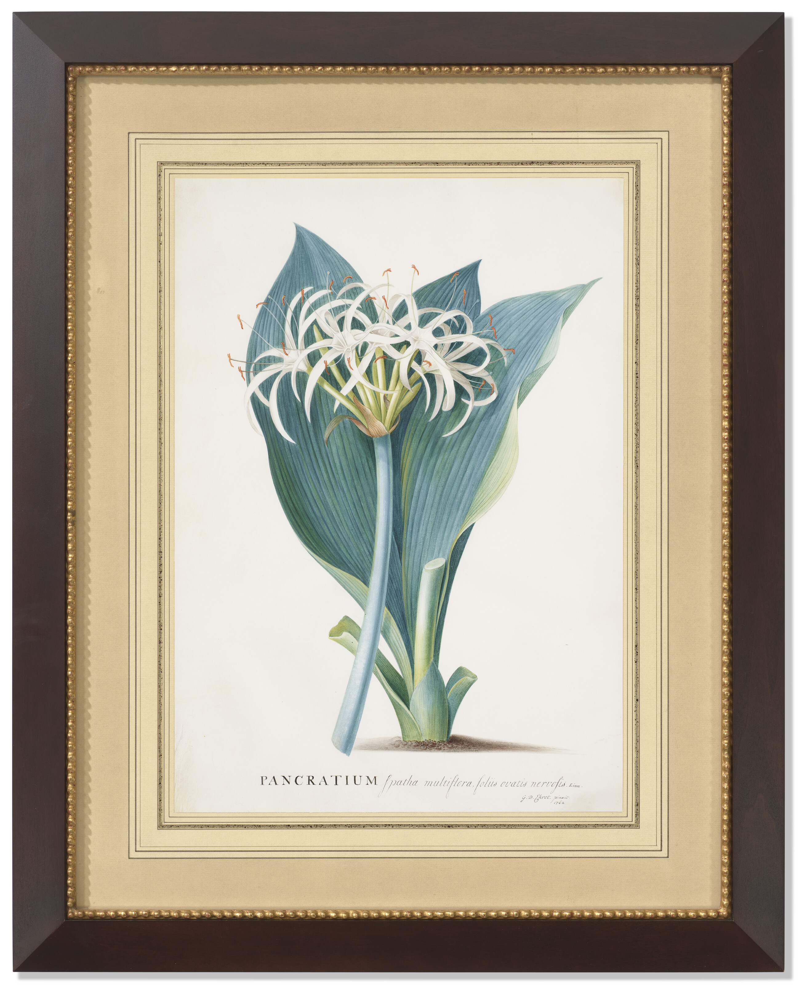 Catalog image of Hymenocalis Ovata: Ovata Spiderlily