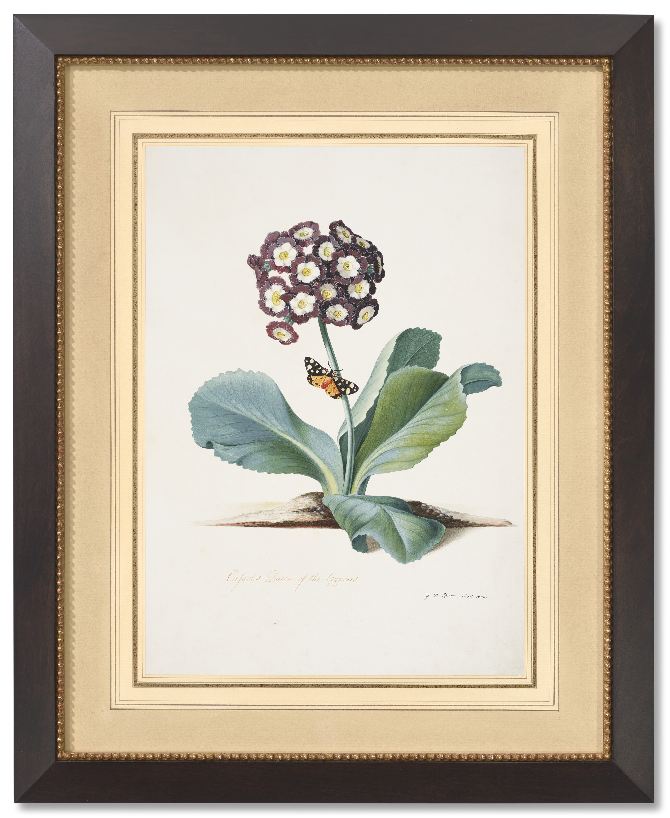 Catalog image of Cassel's Queen of the Gypsies: Auricula with butterfly
