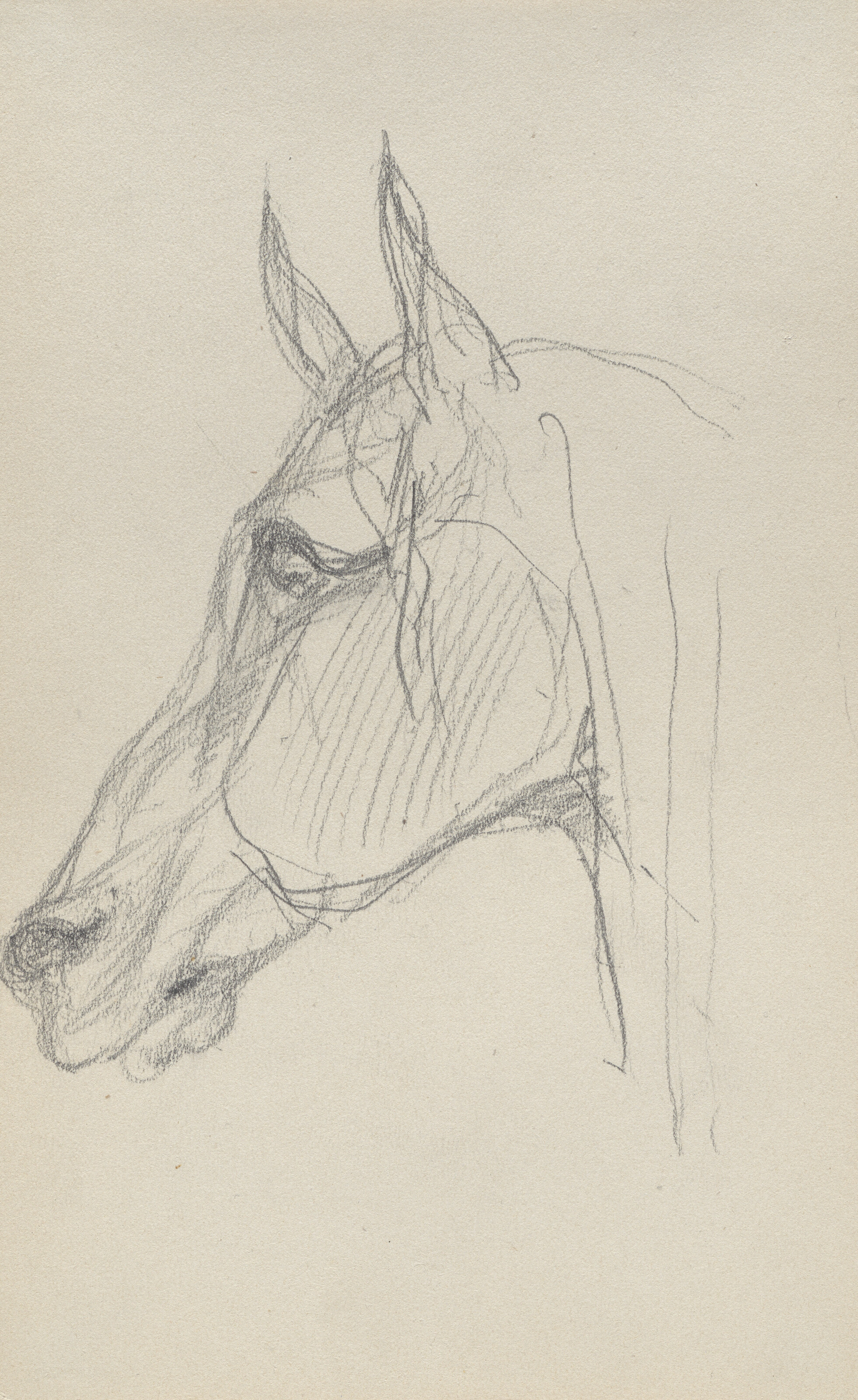 HENRI DE TOULOUSE-LAUTREC — Tête de cheval
