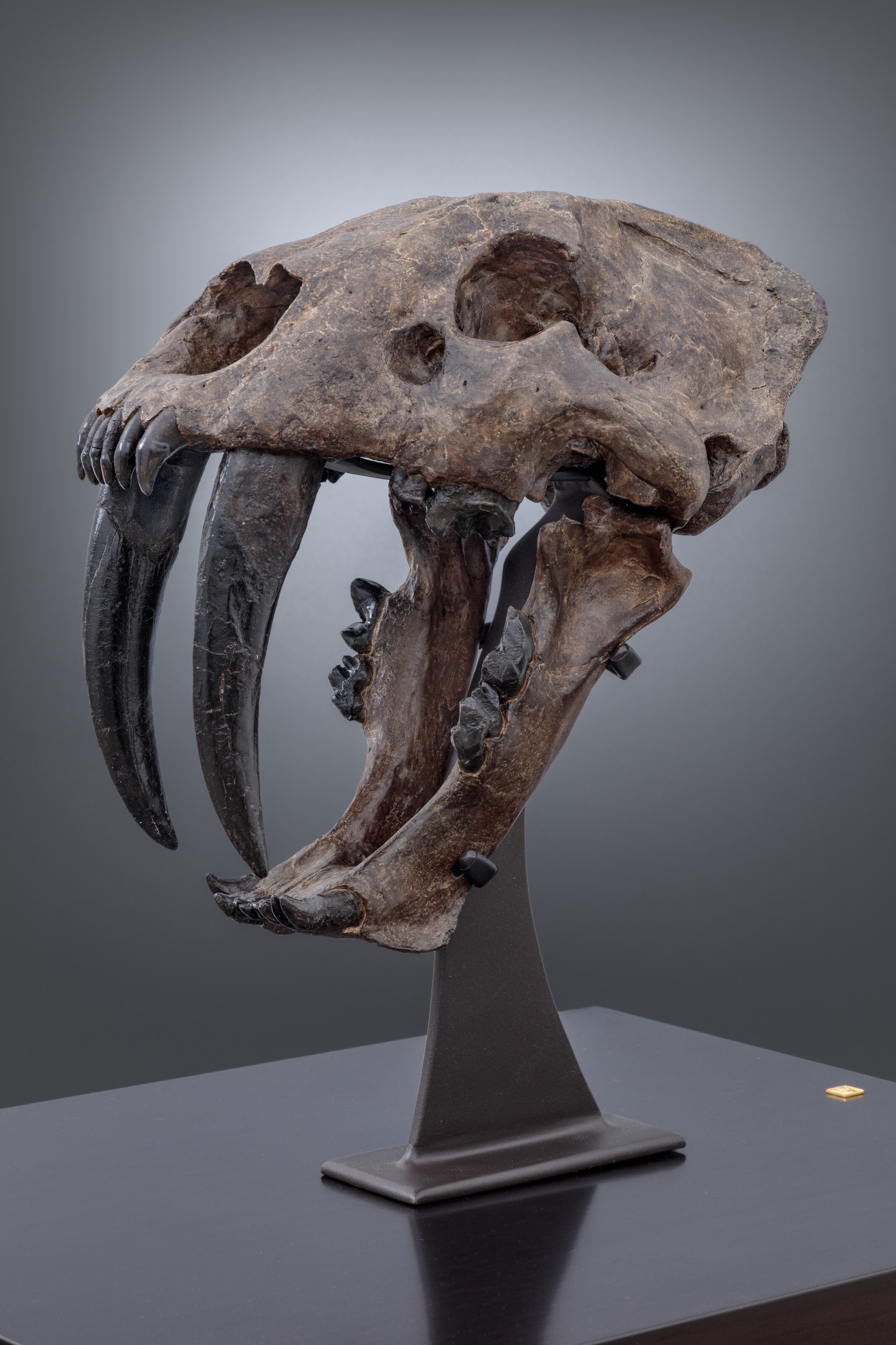 The skull of a sabre-toothed tiger, Columbia County, Florida, USA. From the Pleistocene epoch, offered in The Exceptional Sale: Masterworks Across Cultures on 30 June 2026 at Christie's in London