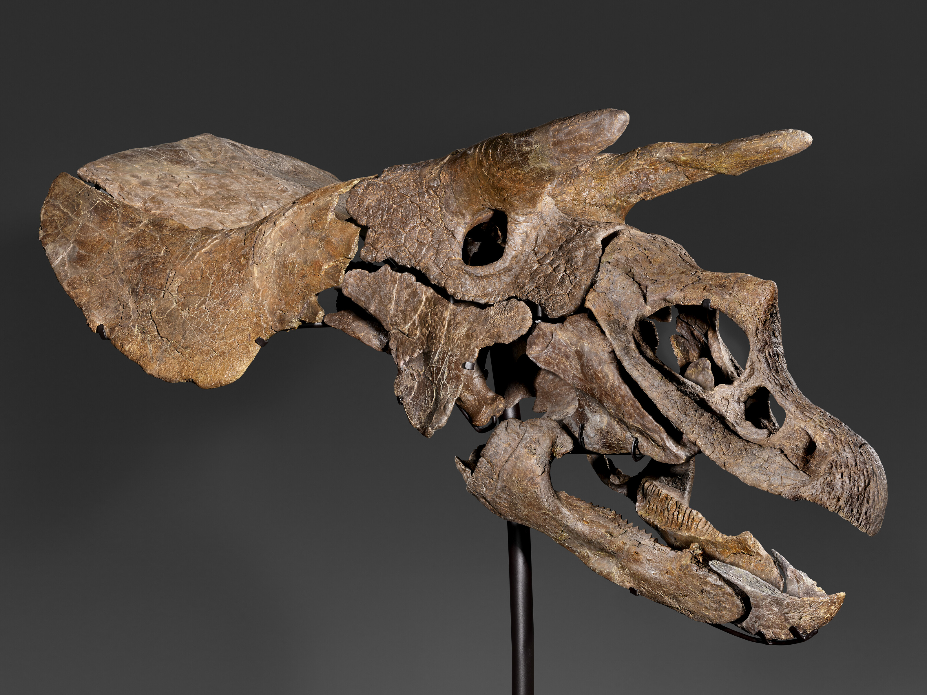 THE SKULL OF A TRICERATOPS, SOUTH DAKOTA, USA | Christie's
