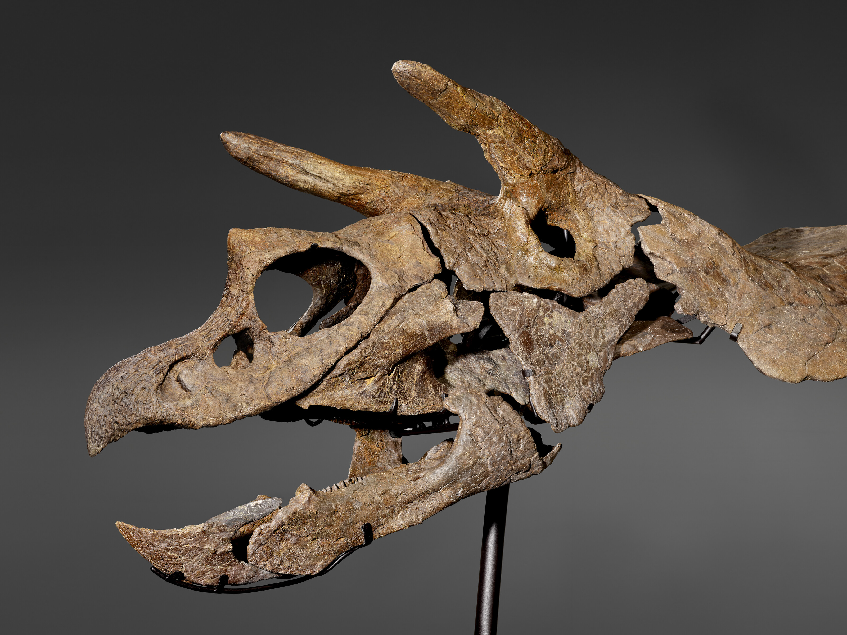 The skull of a Triceratops, South Dakota, USA. From the Hell Creek Formation, Corson County, Maastrichtian, Late Cretaceous (68-65 million years ago), offered in Ancient Wonders: Antiquities and Natural History, until 1 July 2026 at Christie's Online