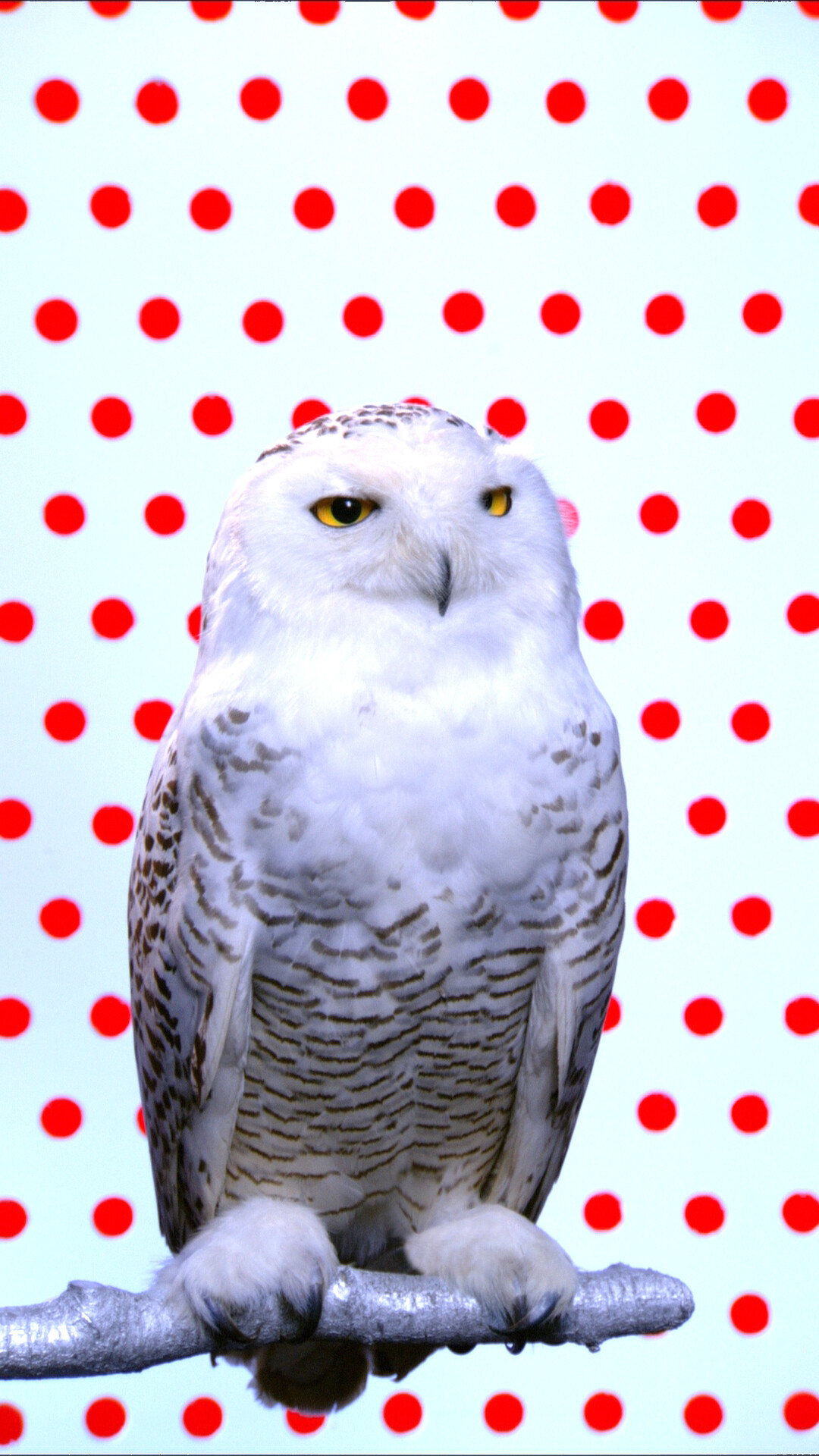 ROBERT WILSON — KOOL (Snowy Owl - red)