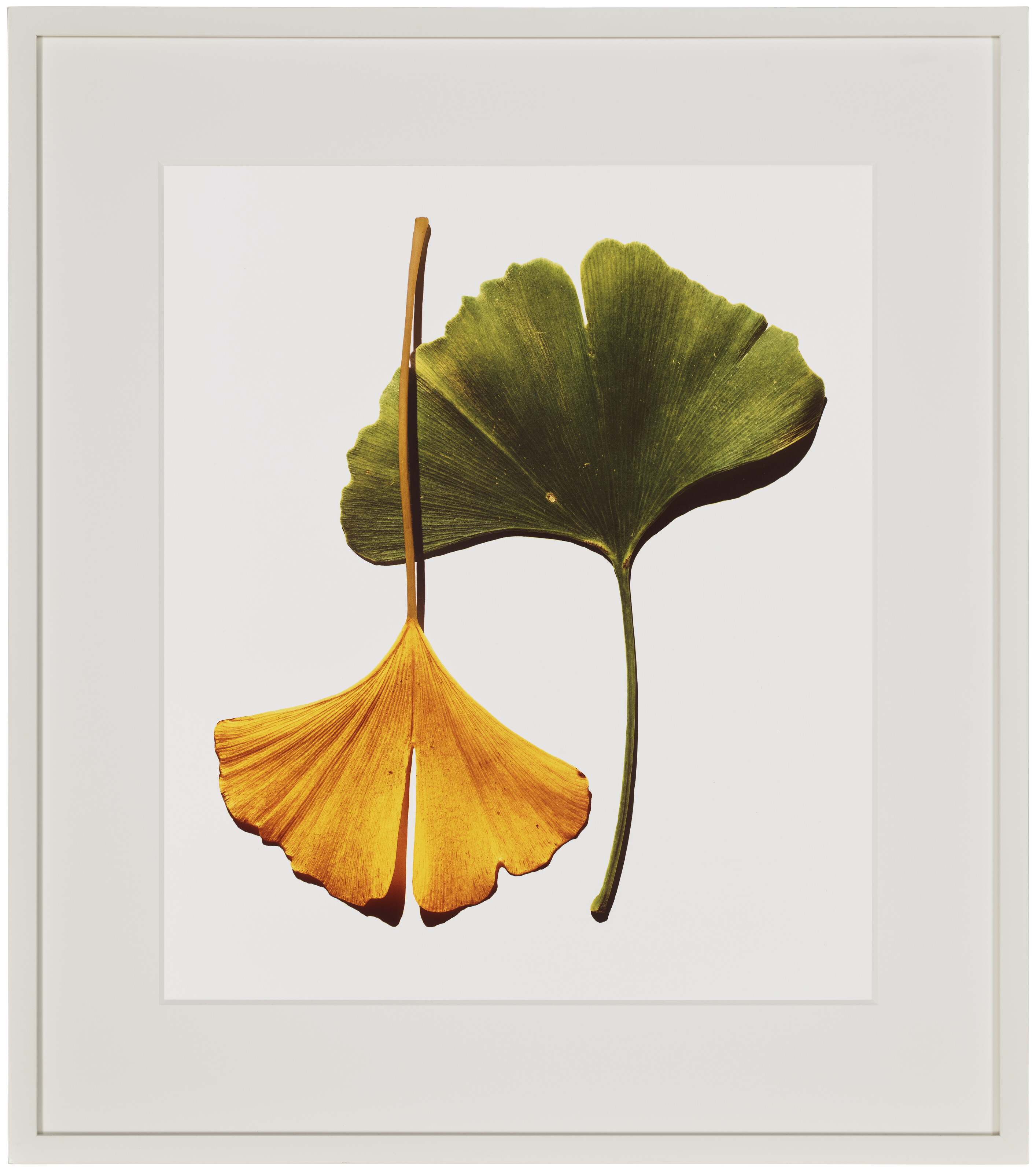 IRVING PENN (1917–2009), Ginkgo Leaves, New York, 1990 | Christie's