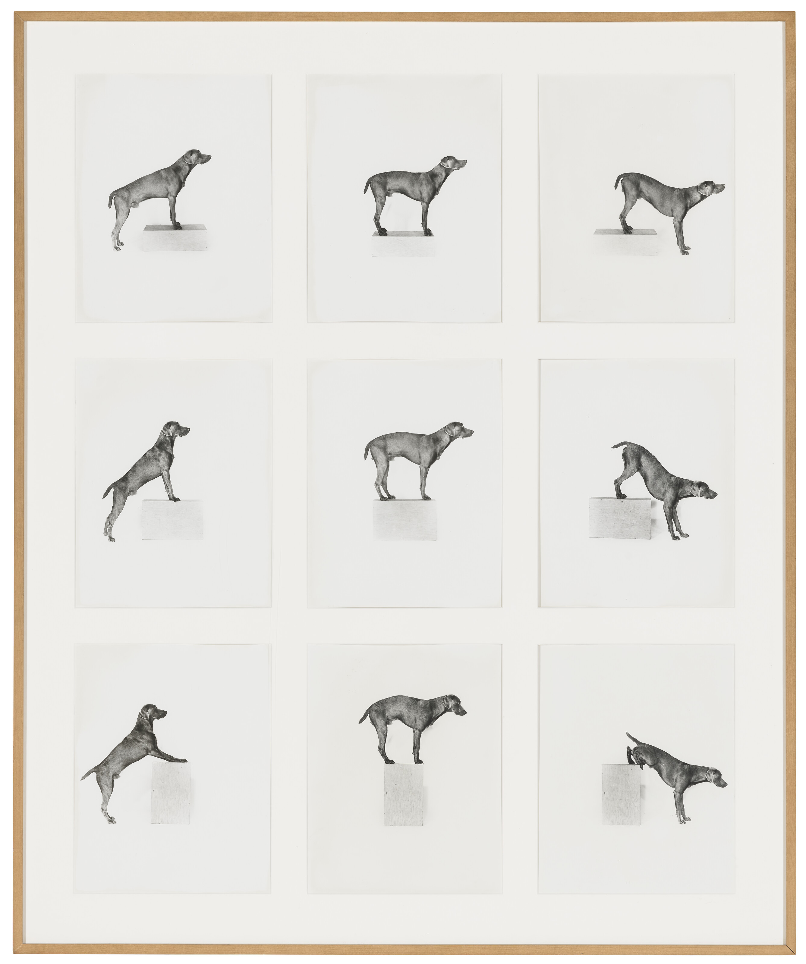 WILLIAM WEGMAN (B. 1942)