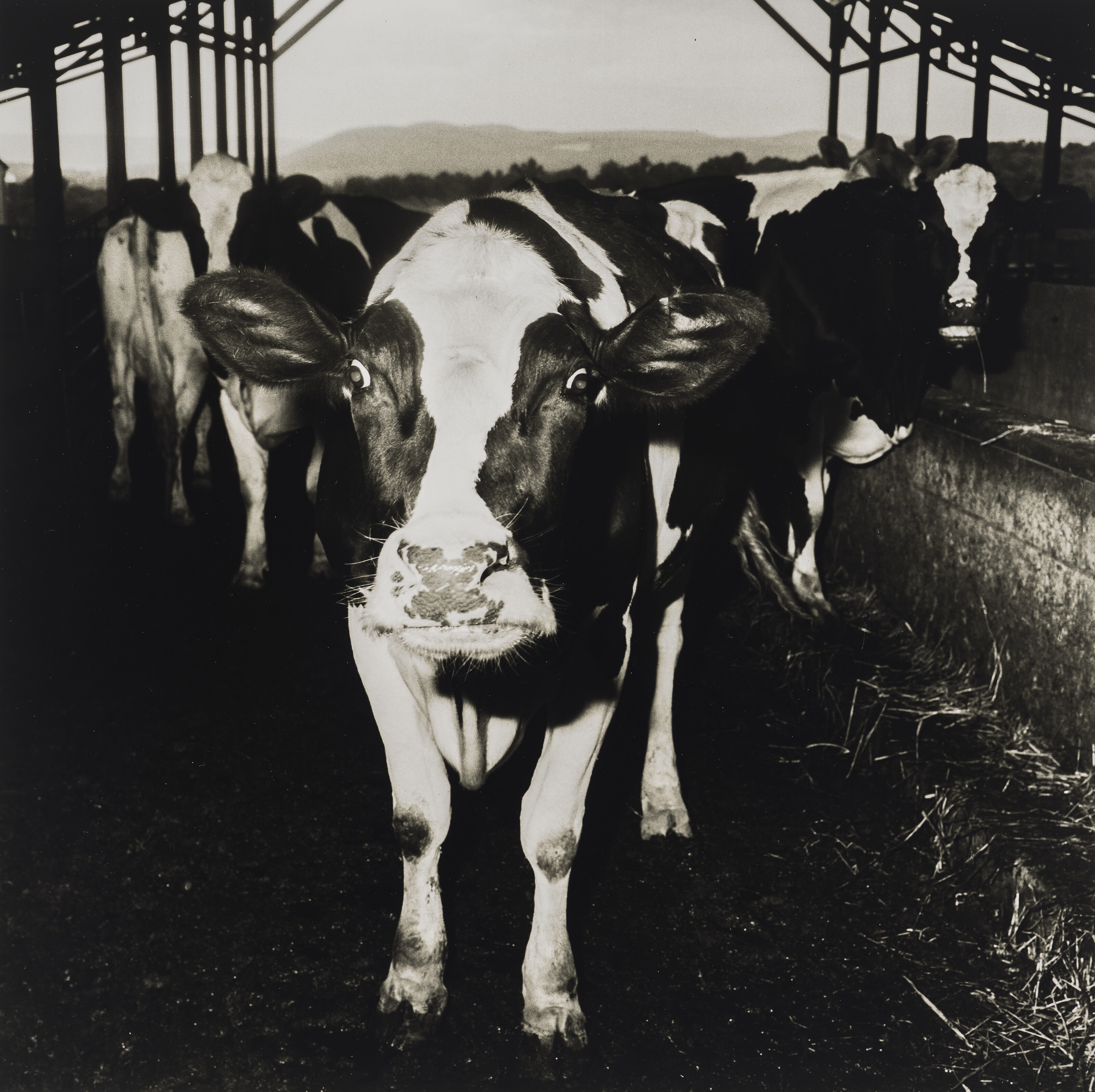 PETER HUJAR (1934–1987)