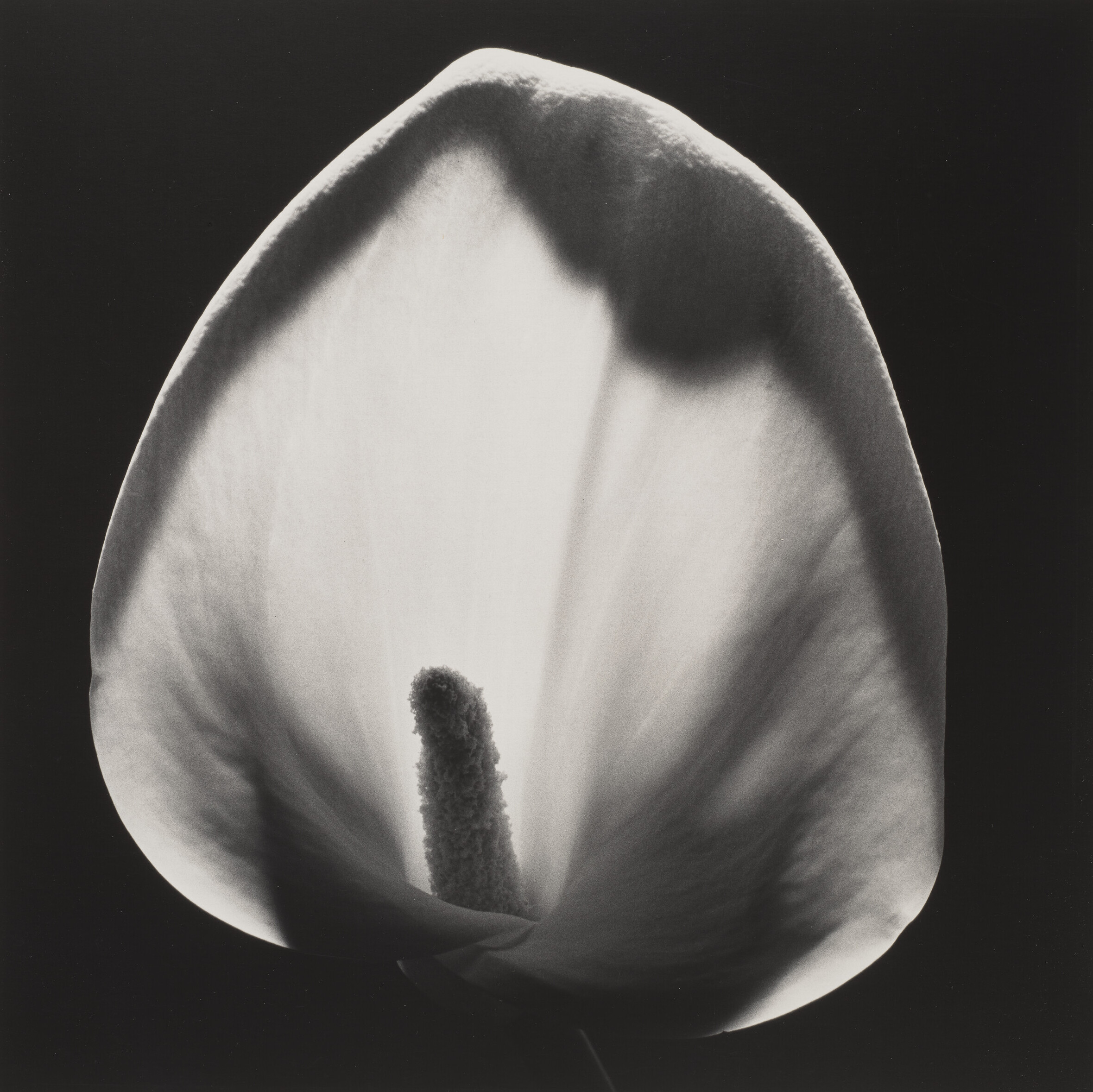 ROBERT MAPPLETHORPE (1946–1989)
