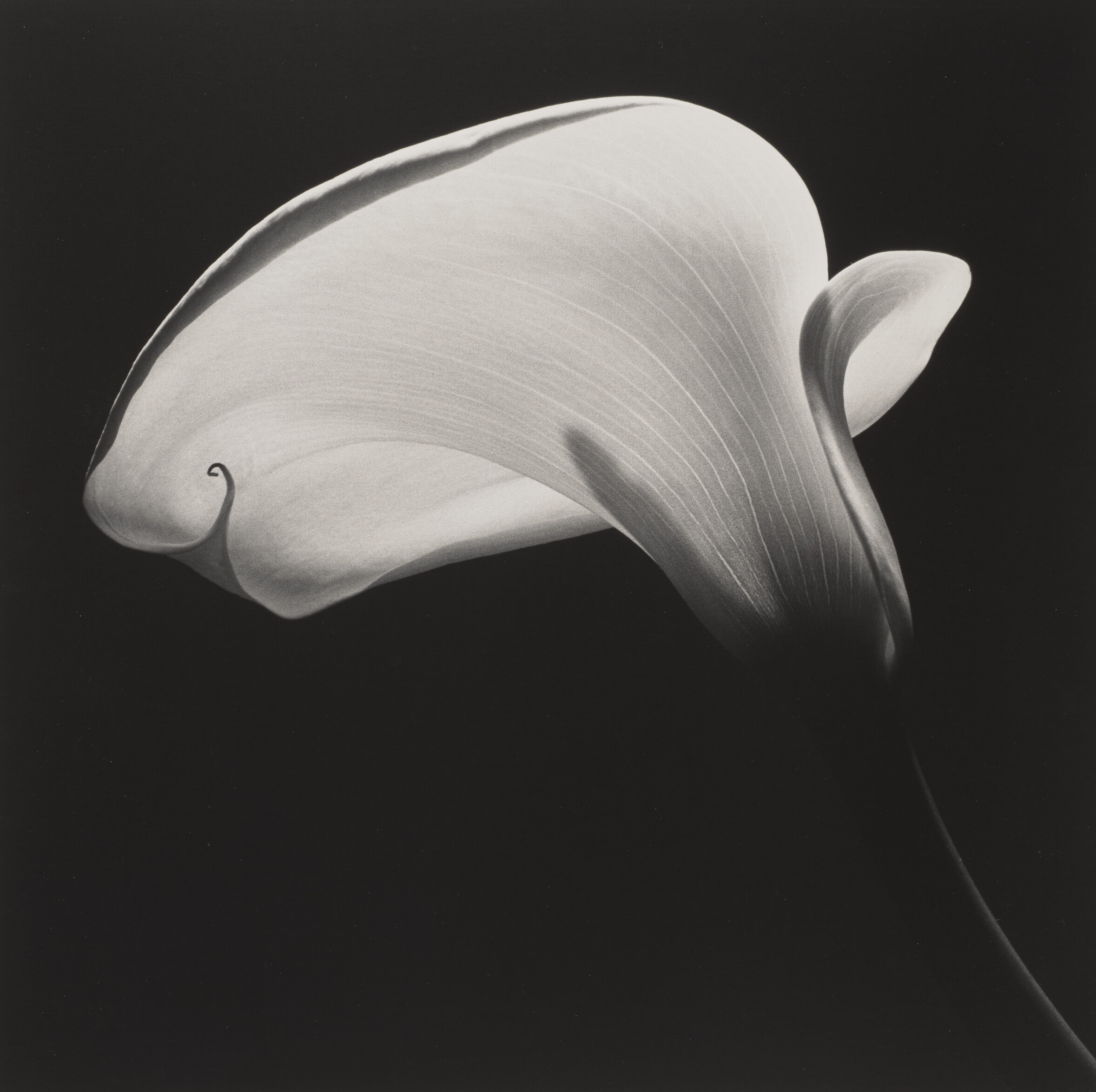 ROBERT MAPPLETHORPE (1946–1989)