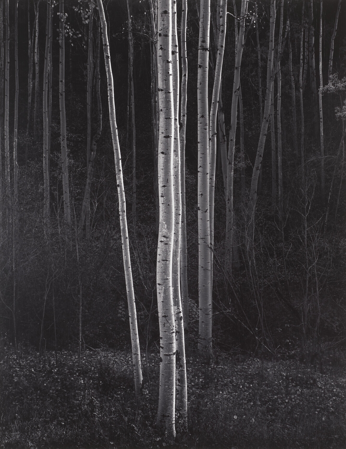ANSEL ADAMS (1902–1984)