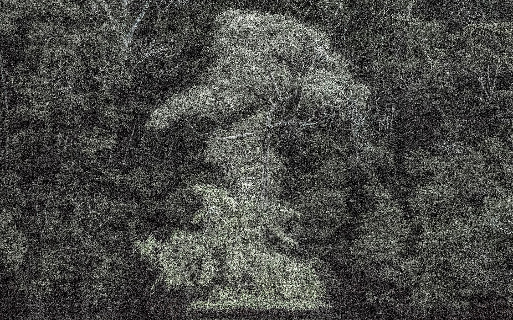 Wisdom and Nature