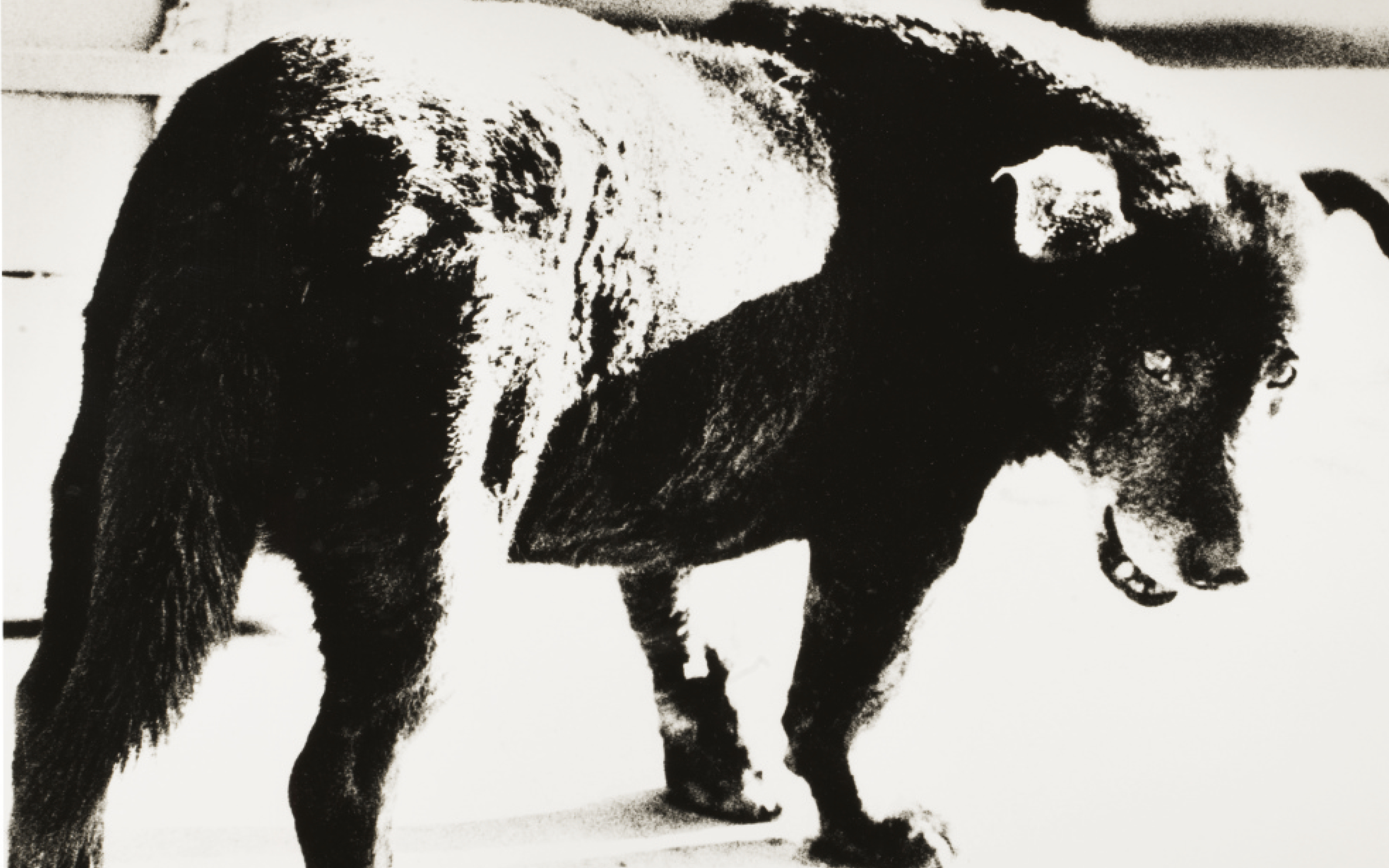 The Yamakawa Collection of Twentieth Century Photographs