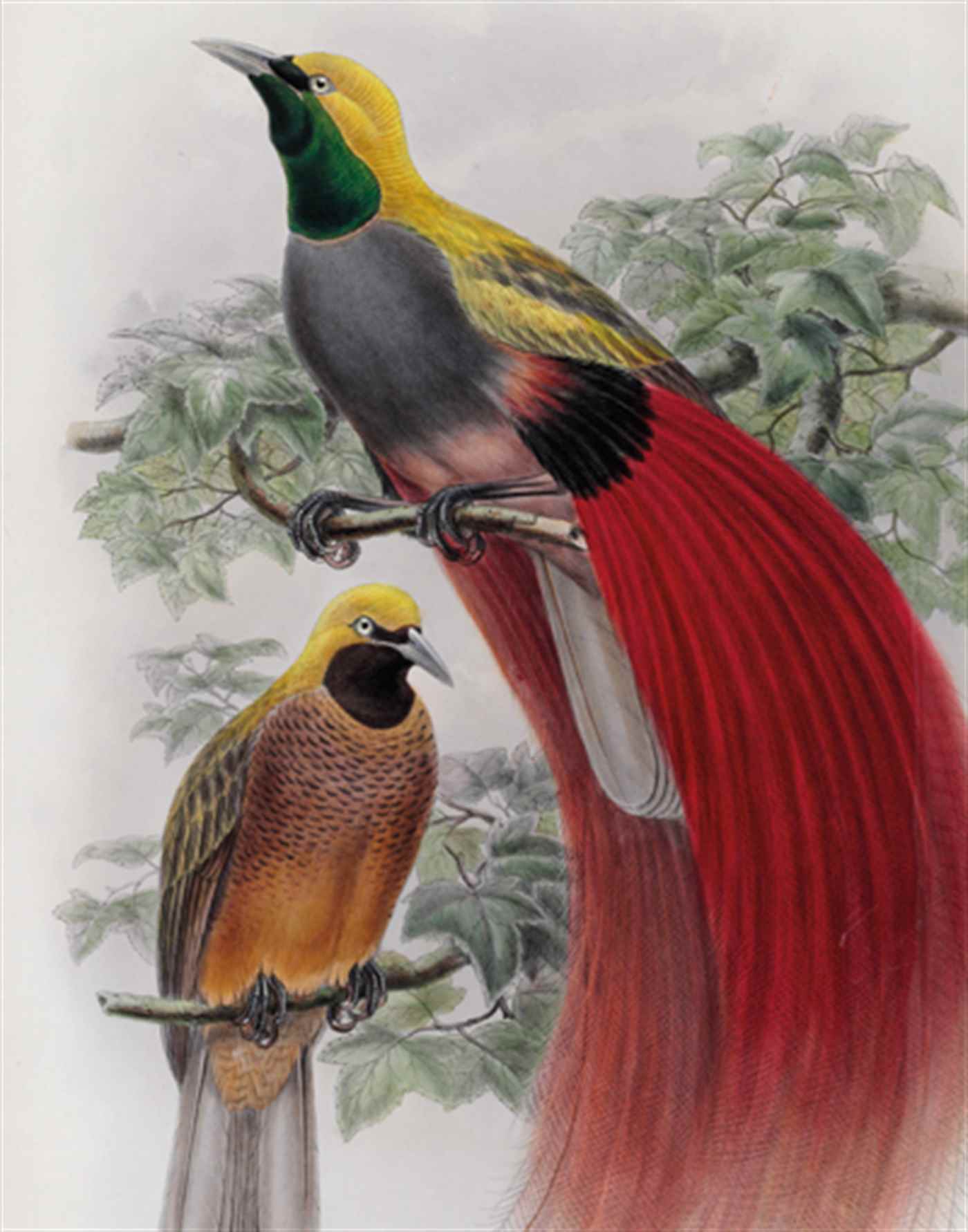 The Ornithological Library of Gerald Dorros, MD