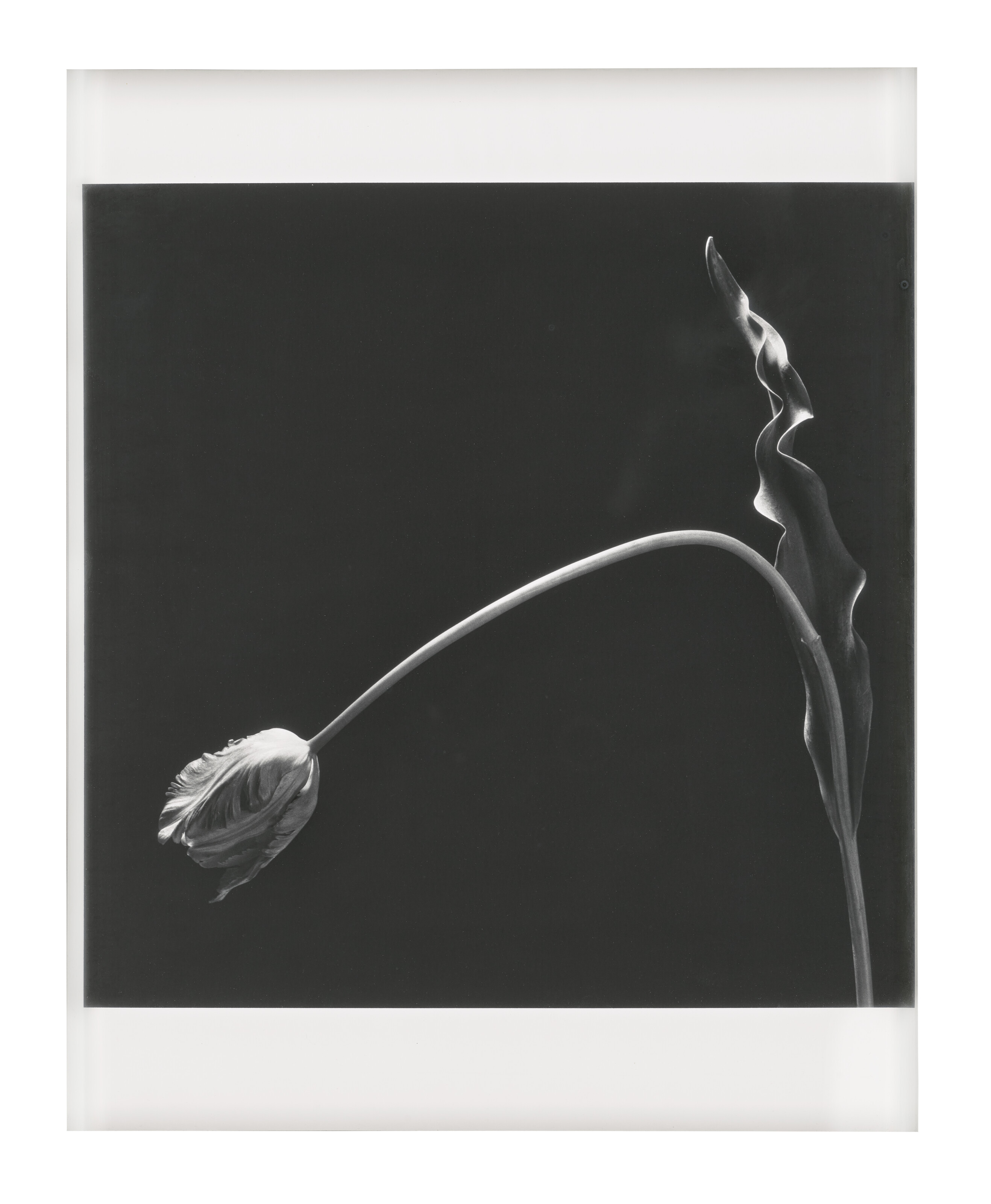 Robert Mapplethorpe | Photographs for sale, auction results