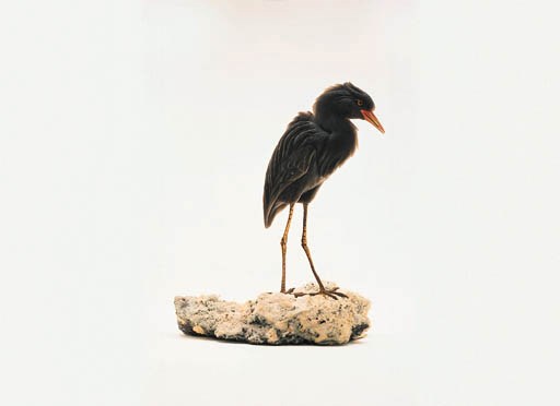 An Obsidian Heron