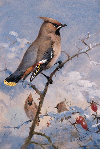 ARCHIBALD THORBURN (1860-1935), BRITISH