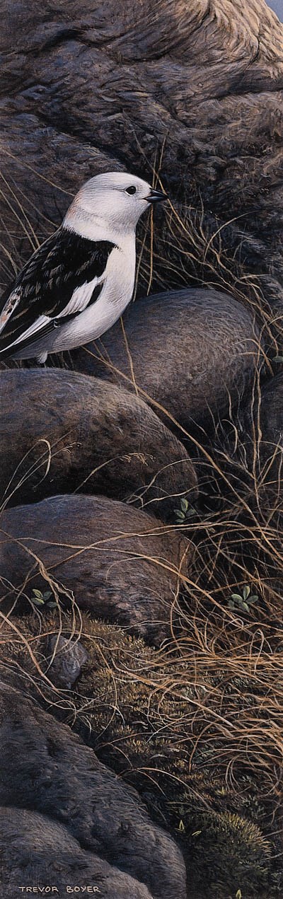 TREVOR BOYER (B.1948), BRITISH