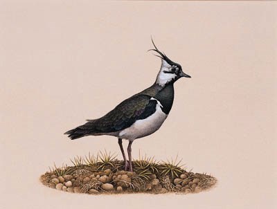 EDWIN T. CHICKEN (B.1940), BRITISH