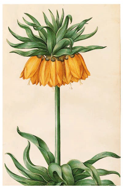 Hans Simon Holtzbecker (d. 1671). THE MOLLER FLORILEGIUM.