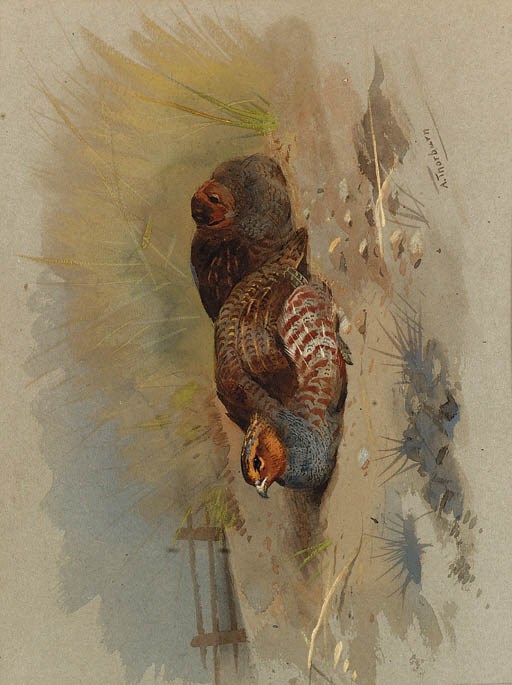 Archibald Thorburn (1860-1935)