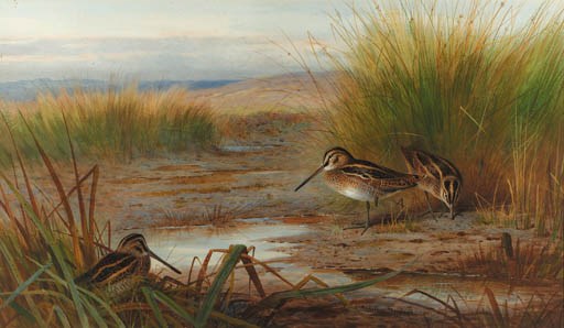 Archibald Thorburn (1860-1935)