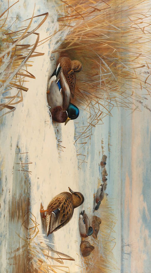 Archibald Thorburn (1860-1935)
