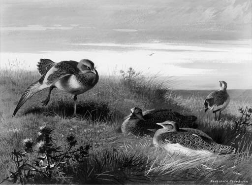 Archibald Thorburn (1860-1935)