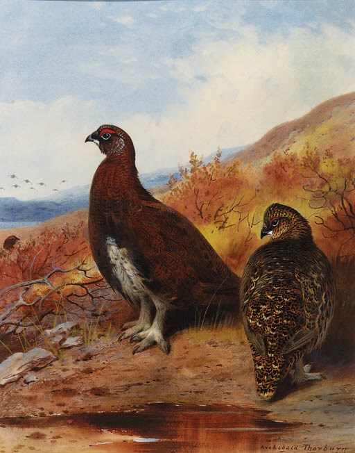 Archibald Thorburn (1860-1935)