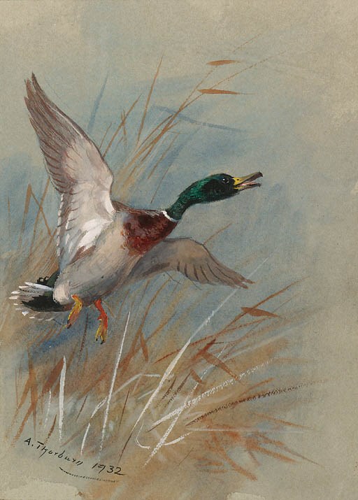 Archibald Thorburn (1860-1935)