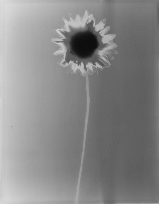 ADAM FUSS