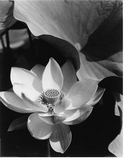 EDWARD STEICHEN