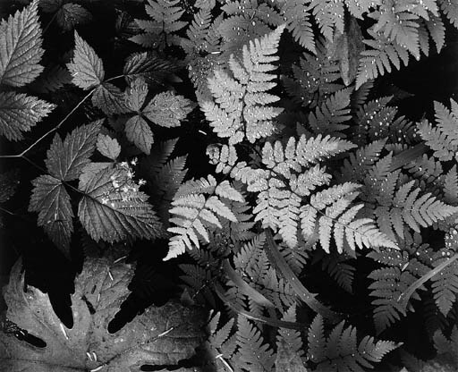 ANSEL ADAMS