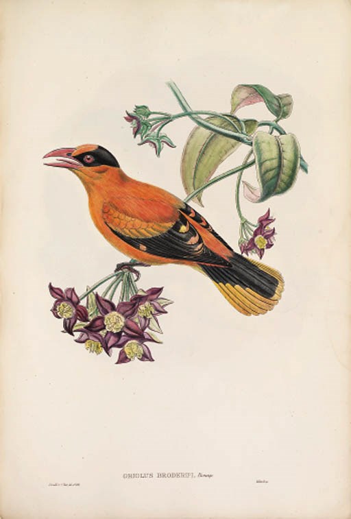 [GOULD, John (1804-1881) and Richard Bowdler SHARPE (1847-1909). The Birds of Asia. London: The Author, 1850-1883.]