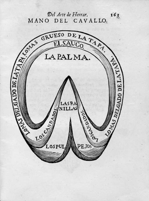 MONTO Y ROCO, Salvador. Sanidad del cavallo, y otros animales sujetos al arte de albeyteria. [Valencia: J.E. Dolz, 1742].