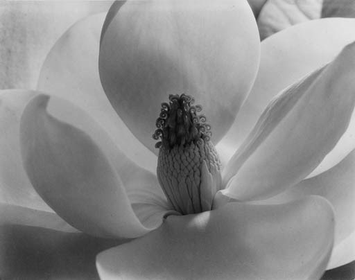 IMOGEN CUNNINGHAM (1883-1976)
