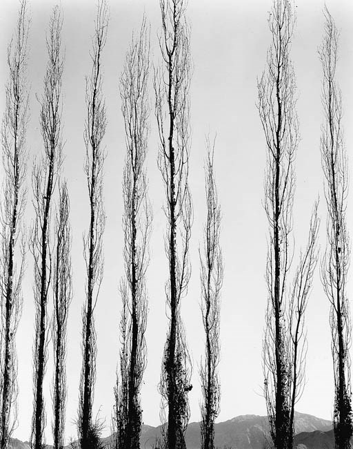 BRETT WESTON