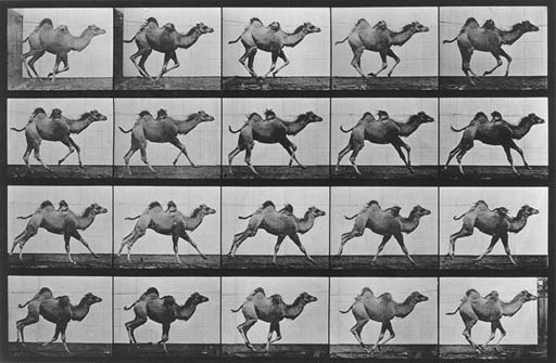EADWEARD MUYBRIDGE