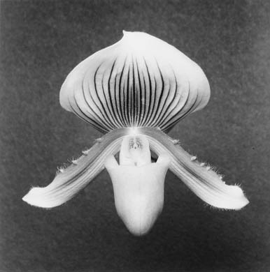 ROBERT MAPPLETHORPE