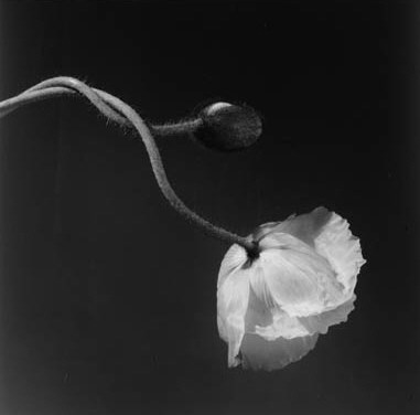 ROBERT MAPPLETHORPE