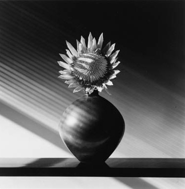ROBERT MAPPLETHORPE