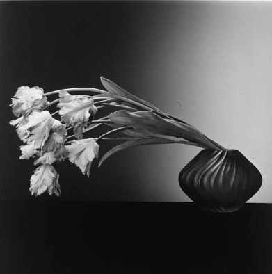 ROBERT MAPPLETHORPE