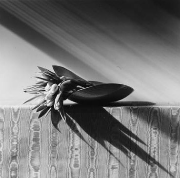 ROBERT MAPPLETHORPE