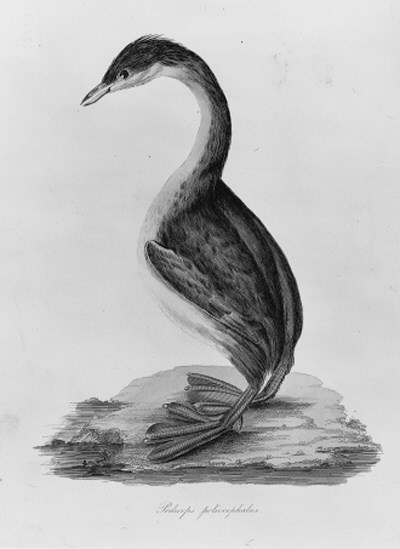 JARDINE, William & Prideaux John SELBY.  Illustrations of Ornithology, Edinburgh: Daniel Lizars [and others], [ca. 1826]. ?Volume I only, 4°, engraved title, 32 hand-coloured engraved plates only (title cut down and mounted, a few plates with a few light spots or very light marginal thumb-soiling), contemporary half calf (worn, covers detached). Anker 222; Nissen IVB 472. Sold as a collection of plates, not subject to return.