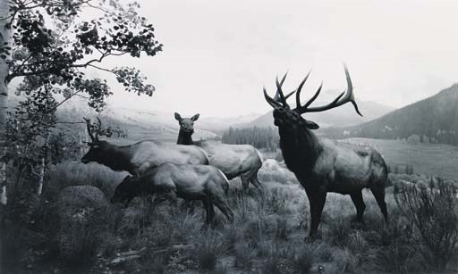 Hiroshi Sugimoto (B. 1948)