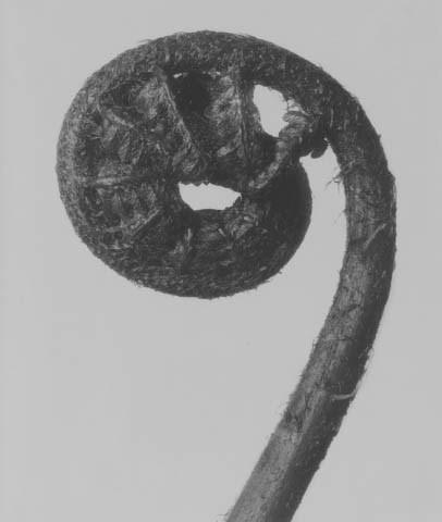 KARL BLOSSFELDT (1865-1932)