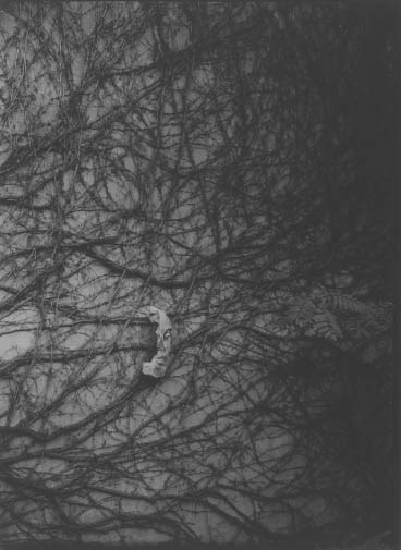 JOSEF SUDEK (1896-1976)