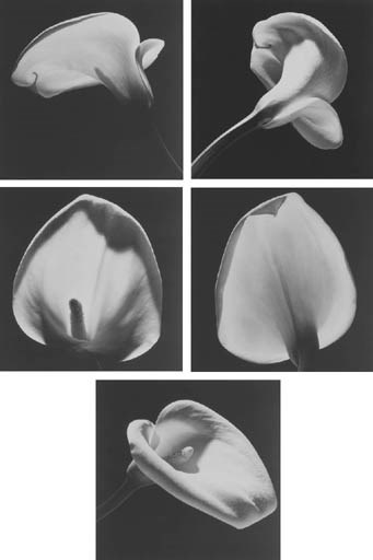 ROBERT MAPPLETHORPE