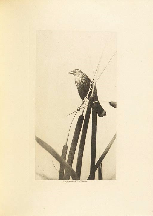 DAWSON, William Leon. The Birds of California. A Complete, Scientific and Popular Account of the 580 Species and Subspecies of Birds Found in the State by William Leon Dawson of Santa Barbara. San Diego, 1923. 4 volumes, 4o. Color and photogravure plates. Original cloth. FORMAT DE LUXE, SIGNED BY THE AUTHOR IN VOLUME ONE. A fine copy of this important work on the local ornithology of California. Dawson's work remains one of the most comprehensive studies of the subject. 	 (4)
