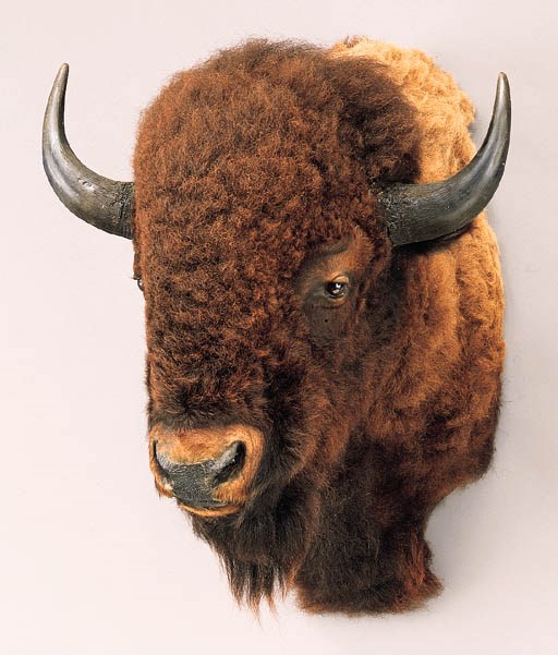 A BUFFALLO HEAD MOUNT